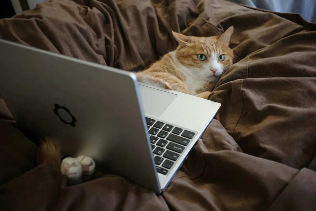 Eine Katze liegt auf dem Bett neben einem Laptop