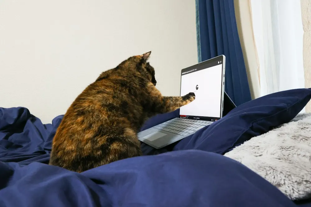 Eine Katze sitzt auf dem Bett neben einem Laptop