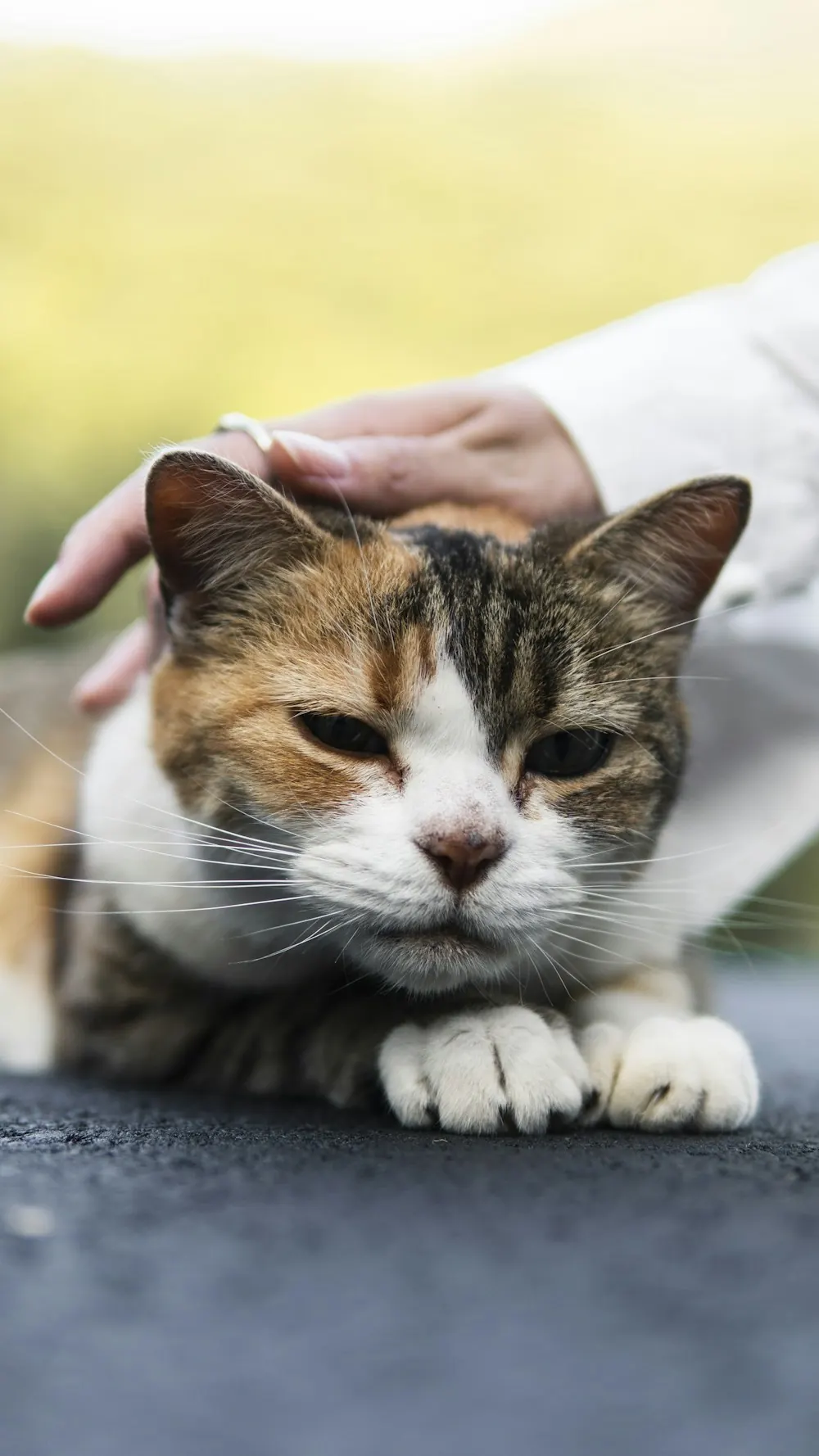 Eine Hand streichelt eine Katze