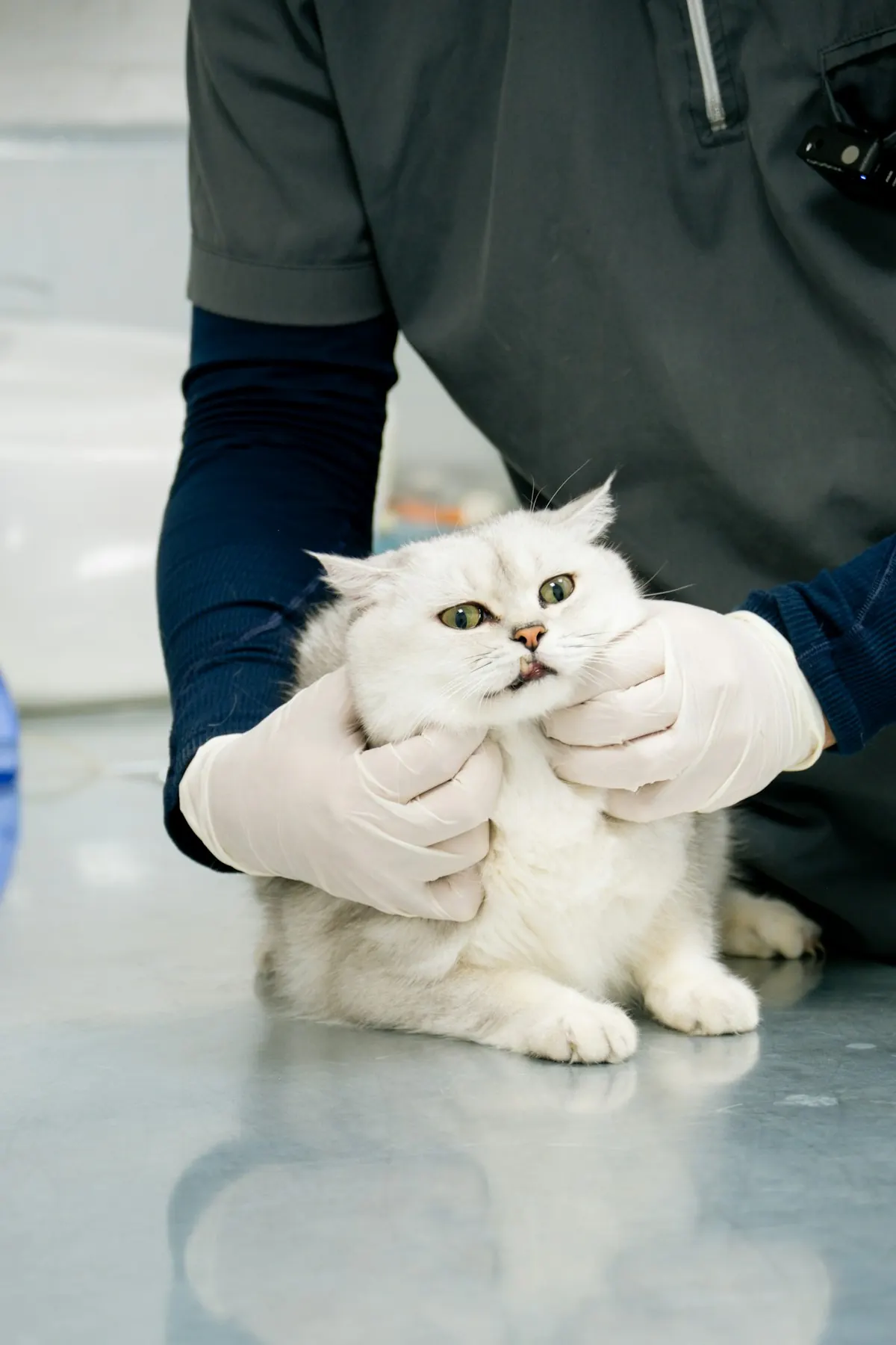 Ein Tierarzt untersucht eine weiße Katze