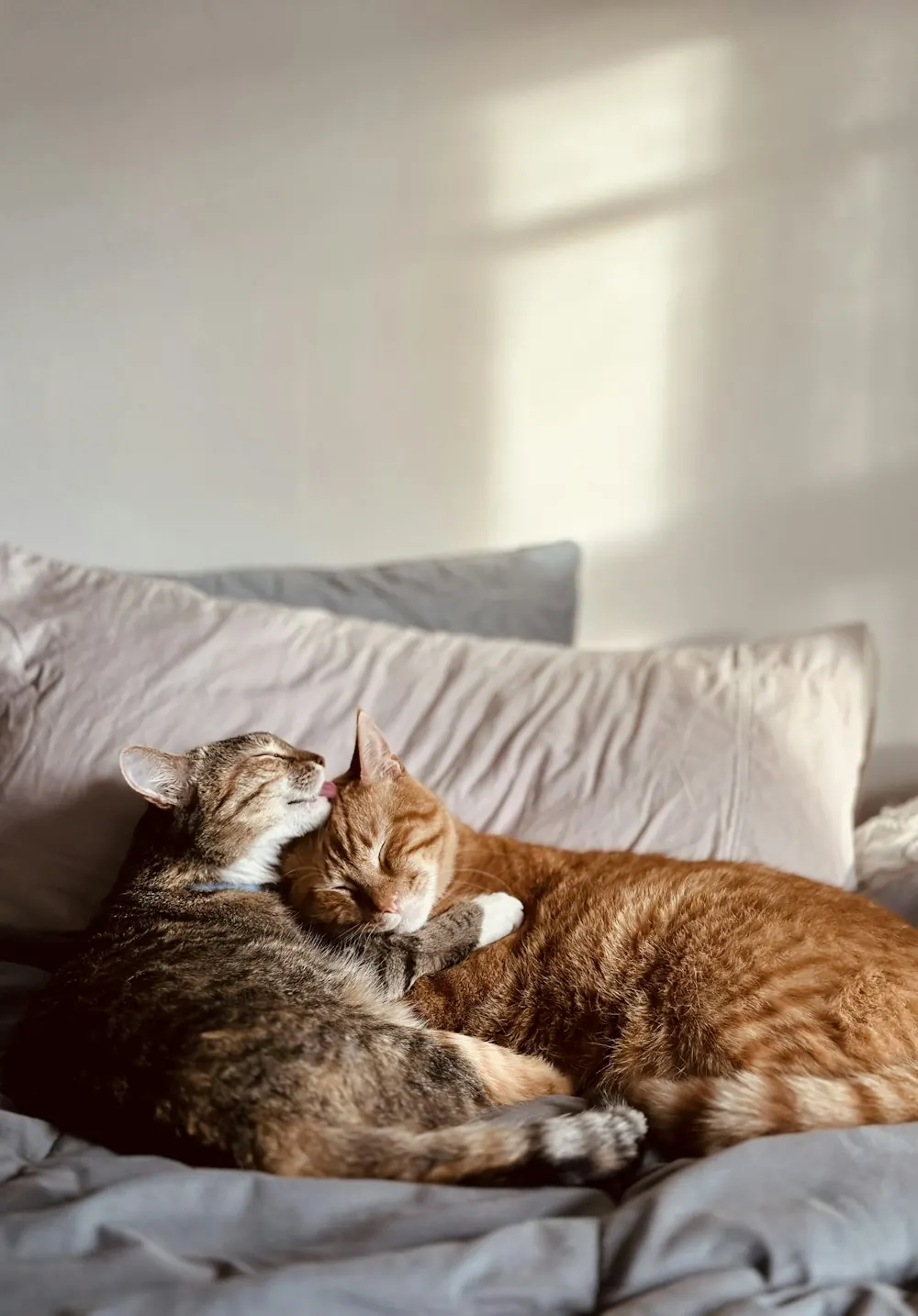 Zwei Katzen kuscheln auf einem Bett
