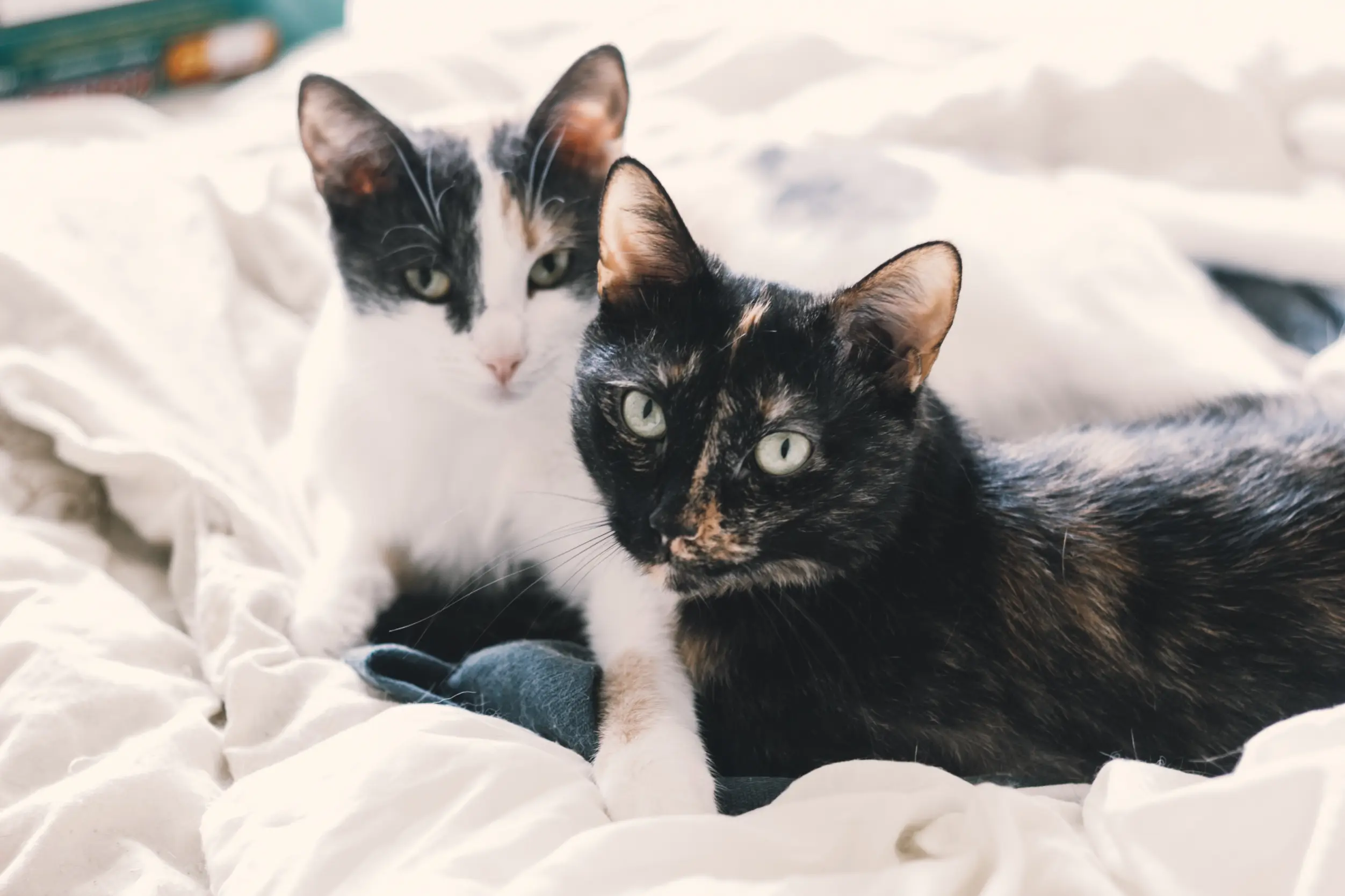 Katzenversicherung für 2 Katzen: So versicherst du mehrere Katzen