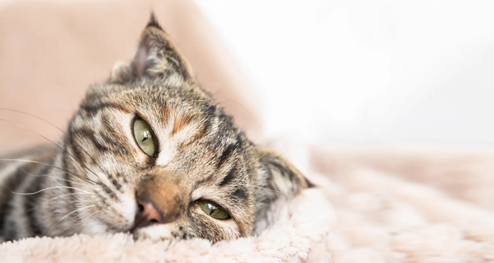 Katze erbricht unverdautes Futter nach Stunden