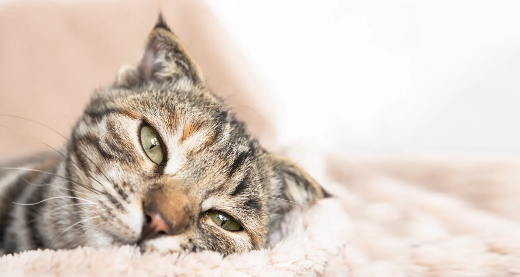 Katze erbricht Futter unverdaut: Ursachen, Hilfe und Tipps