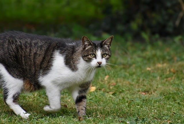 katze hat bandwürmer