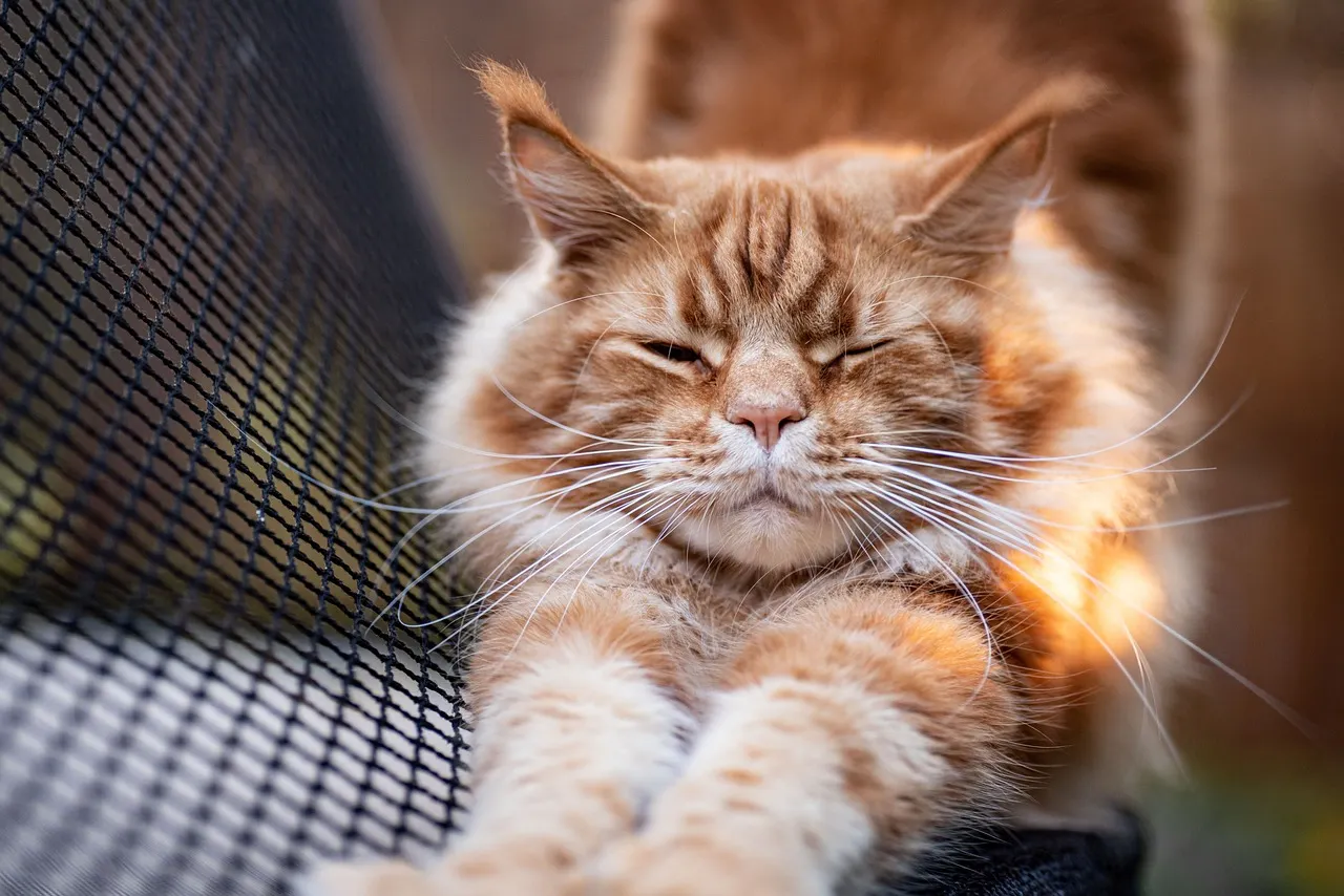 Physiotherapie für Katzen